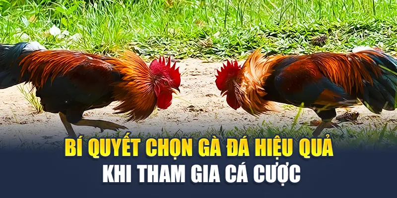 Cách Chọn Gà Đá Bất Bại, Tài Năng Từ Cao Thủ Nhà Cái W88 3 Bí quyết chọn gà đá hiệu quả khi tham gia cá cược