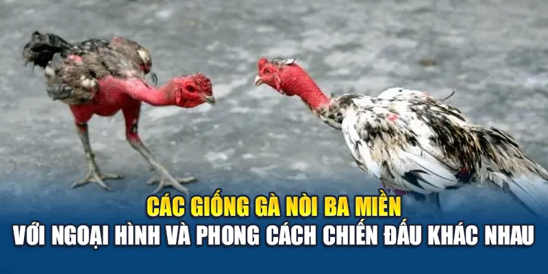Gà Nòi Là Gì? Tìm Hiểu Thông Tin Chuẩn Xác Cùng W88 2 Các giống gà nòi ba miền với ngoại hình và phong cách chiến đấu khác nhau