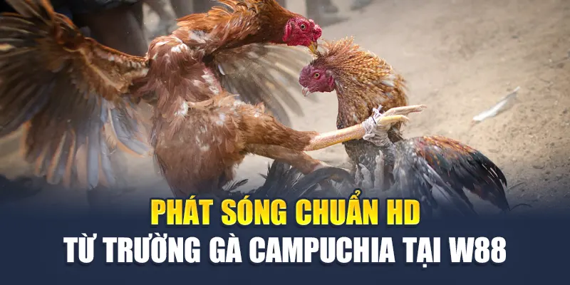 Khám Phá Trường Gà Campuchia Trực Tuyến Tại W88 Uy Tín 1 Phát sóng chuẩn HD từ trường gà Campuchia tại W88